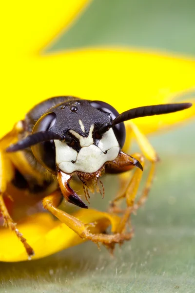 スズメバチの昆虫 — ストック写真