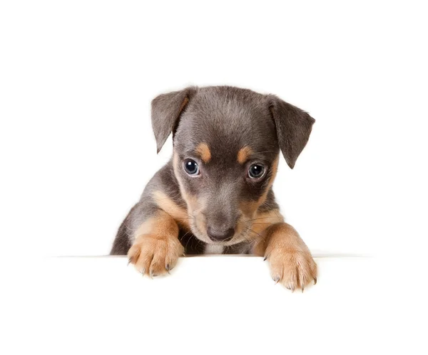 Bericht van een puppy hondje — Stockfoto