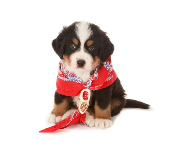 Red scarf puppy — Stock Photo, Image