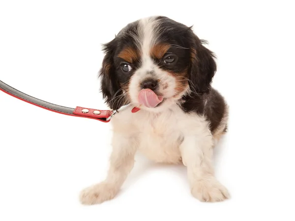 Cute spaniel on a leash — Stock Photo, Image