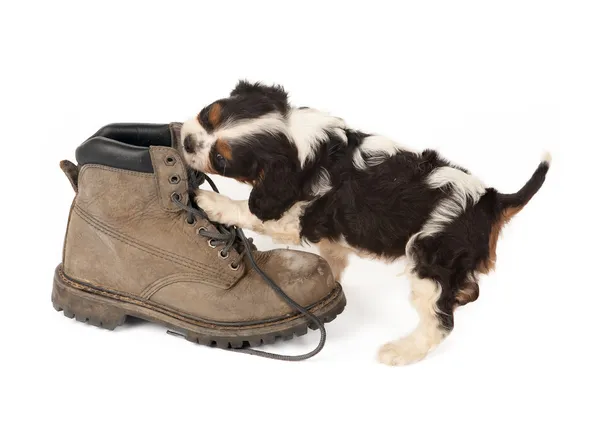 Grande bota com cão pequeno — Fotografia de Stock