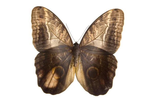 Eule Schmetterling Oberseite — Stockfoto