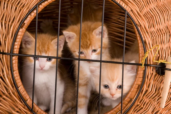 Kittens achter de tralies — Stockfoto