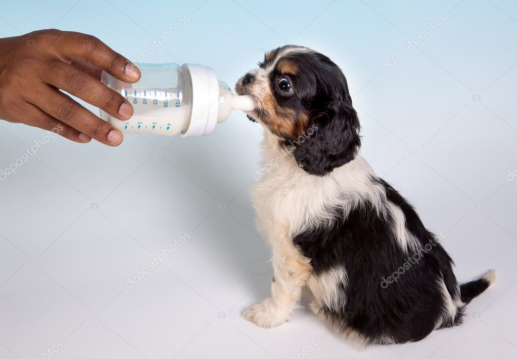 can you give puppies infant formula