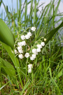 Lily-of--çim Vadisi