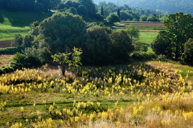 Provence çiçekler