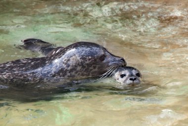 Swimming seals clipart