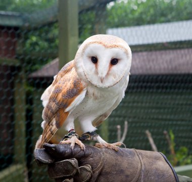 Captive barn owl clipart