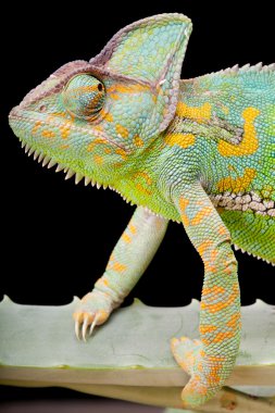 Yemen Veiled Chameleon clipart