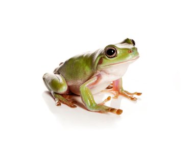 Green tree frog clipart