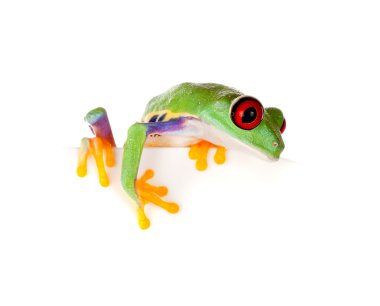 Red eyed frog on paper clipart