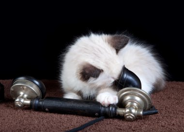 Kitten on the phone clipart