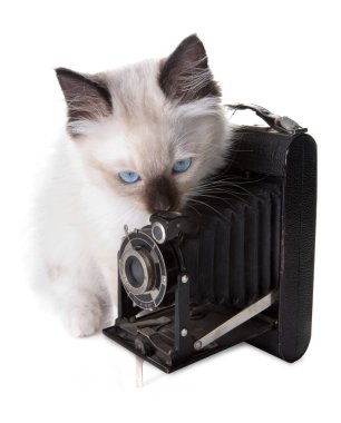 Camera and kitten clipart