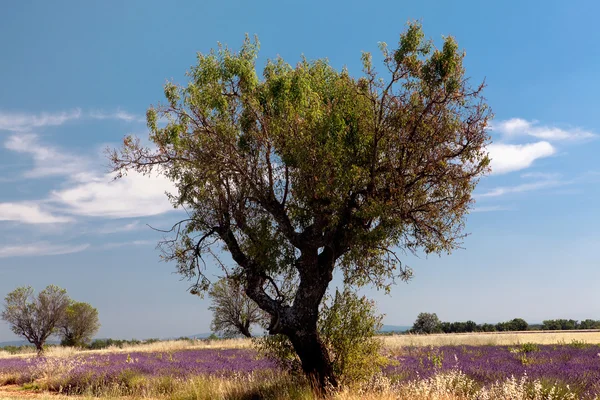 Gandum dan Lavender — Stok Foto