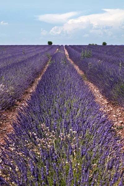 Lavendel horizon — Stockfoto