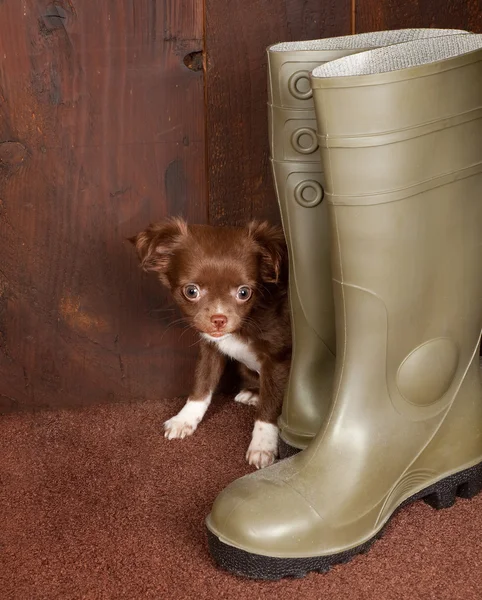 Grandes botas cachorro pequeno cão — Fotografia de Stock
