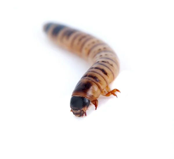Mealworm — Stock Photo, Image