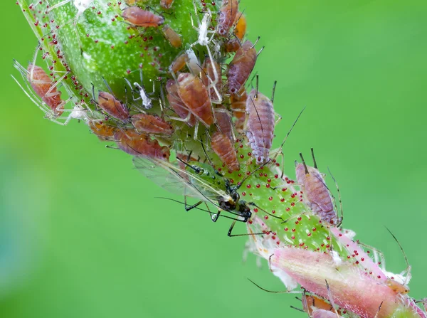 Plant lice on rose bud — Stock Photo, Image