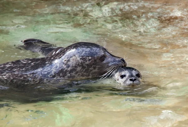 stock image Swimming seals