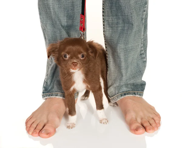 Big feet small doggy — Stock Photo, Image
