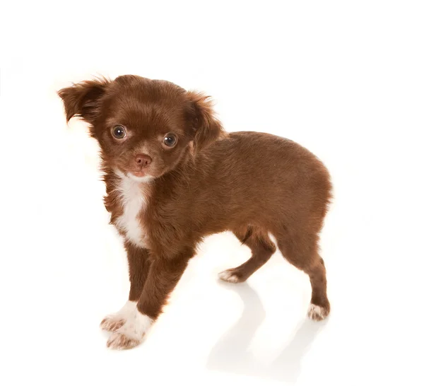 Chihuahua bebé —  Fotos de Stock