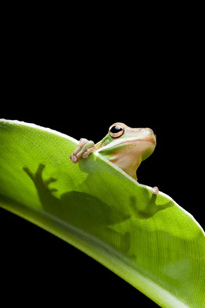 Tree frog shadow — Stock Photo, Image