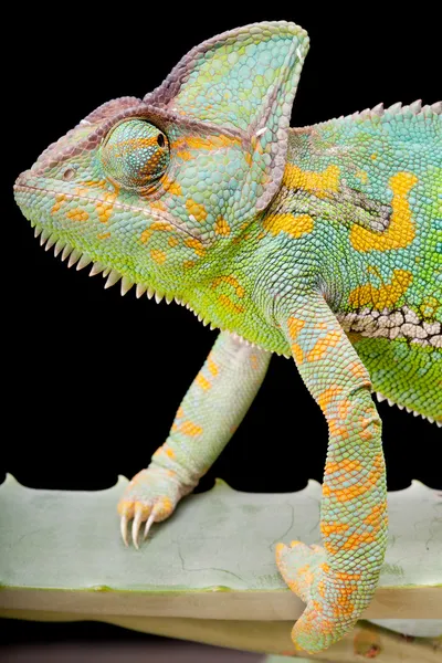 stock image Yemen Veiled Chameleon