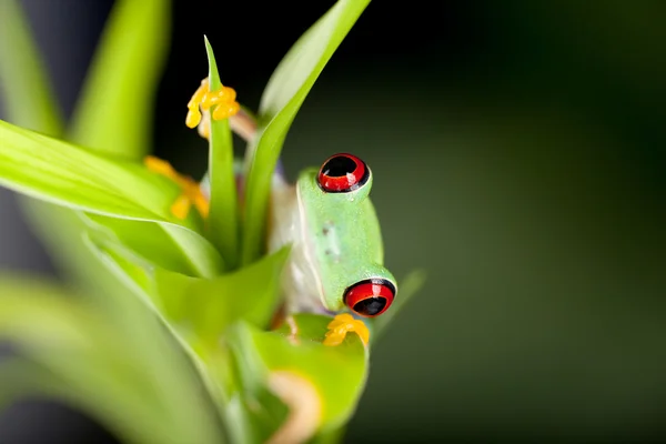 Doğa kırmızı gözlü kurbağa — Stok fotoğraf