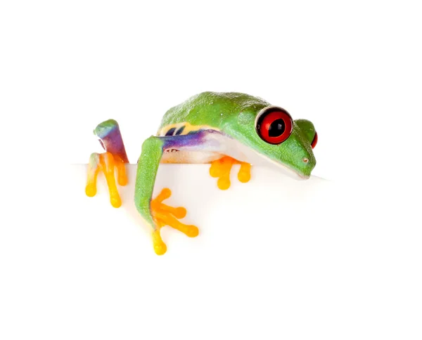 在纸上的红色眼的青蛙 — 图库照片