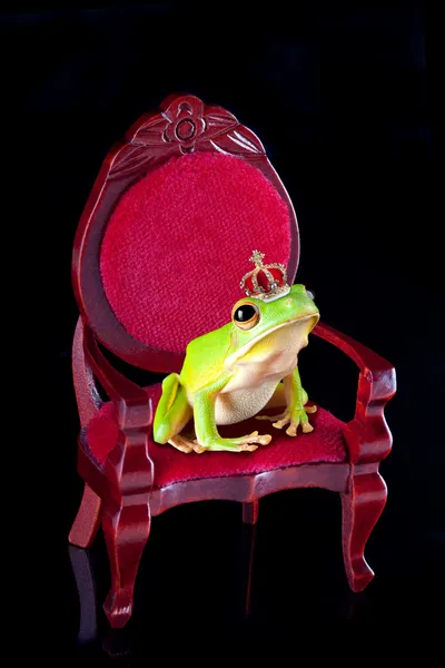 Frog prince on throne — Stock Photo, Image