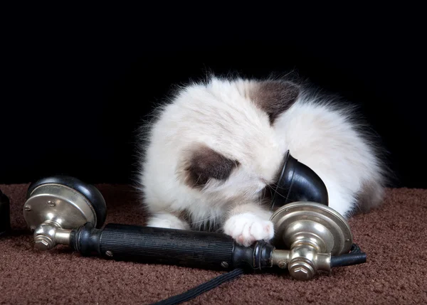 Γατάκι στο τηλέφωνο — Φωτογραφία Αρχείου
