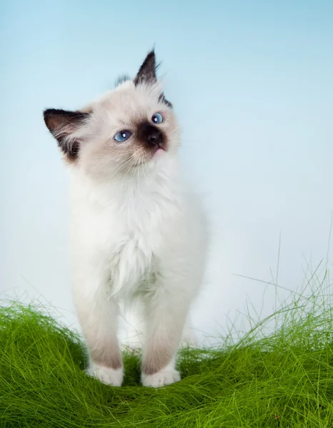 Kitten in first grass — Stock Photo, Image