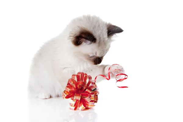 Oynak ragdoll kedi yavrusu — Stok fotoğraf