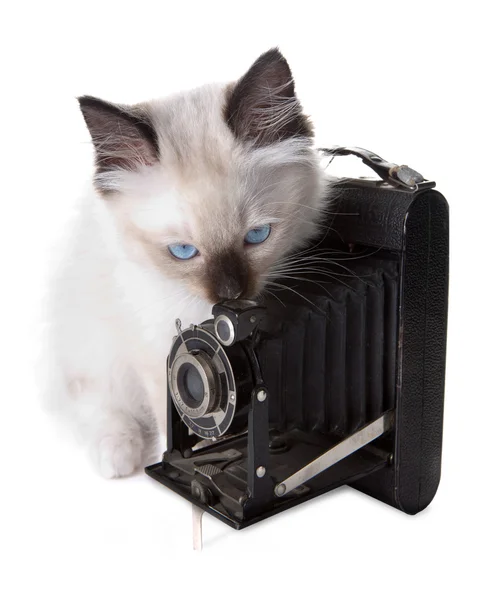 Macchina fotografica e gattino — Foto Stock