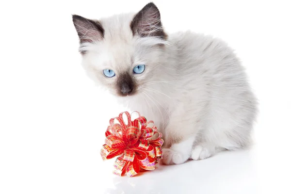 Ragdoll-Kätzchen mit roter Schleife — Stockfoto