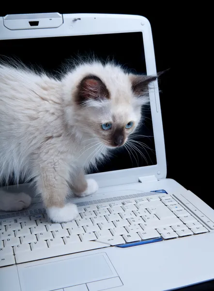 Teclado gato — Foto de Stock