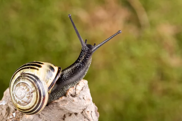 stock image Snail on tree branch