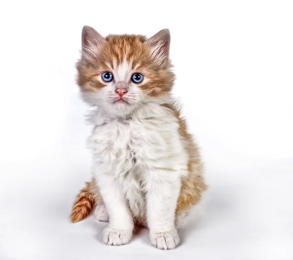 Boyalı yavru kedi — Stok fotoğraf
