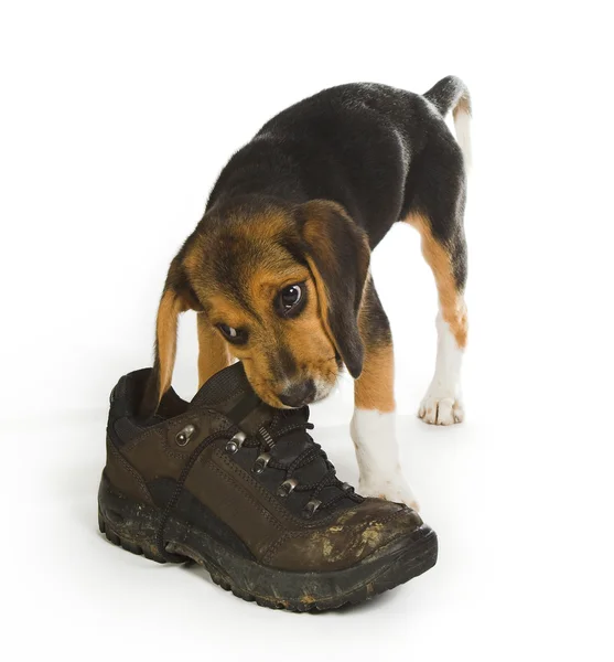 Chewing on a boot — Stock Photo, Image