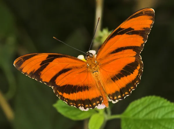 Papillon orange bagué — Photo
