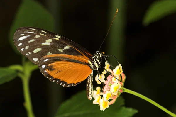 Longwing motyl — Zdjęcie stockowe
