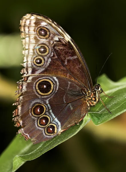 常见的蓝蝶 — 图库照片