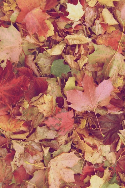 Hojas de otoño vintage — Foto de Stock