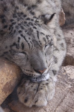 Sleeping Snow Leopard clipart