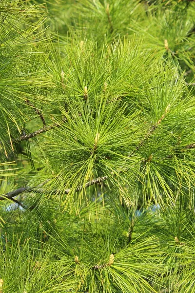 Branches of cedar. — Stock Photo, Image