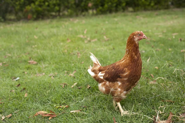 Pullet on the grass — Stock Photo, Image
