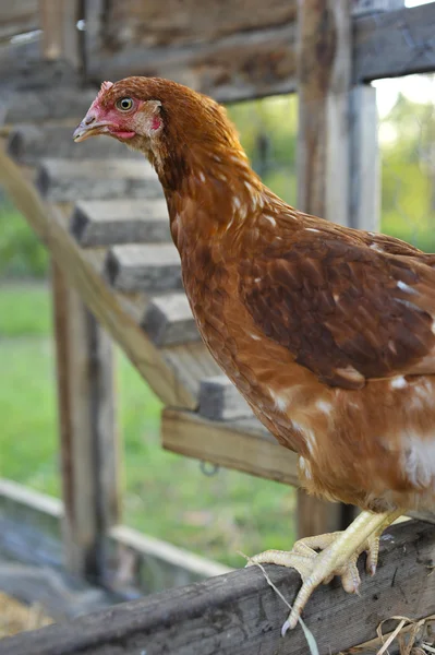 Pullet perching — Stock Photo, Image
