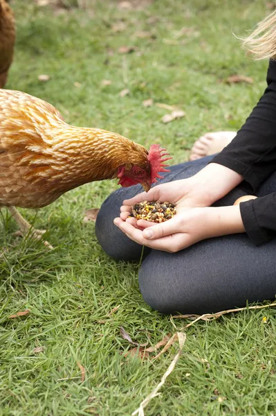 Chicken feed — Stock Photo, Image