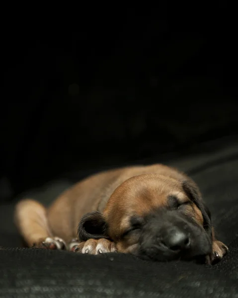 ลูกหมาหลับ — ภาพถ่ายสต็อก
