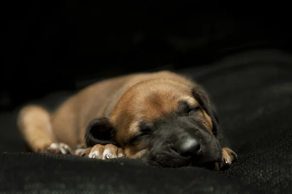 ลูกหมาหลับ — ภาพถ่ายสต็อก